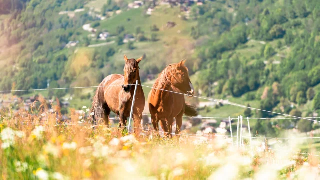 Sports équestres dans la région de Verbier