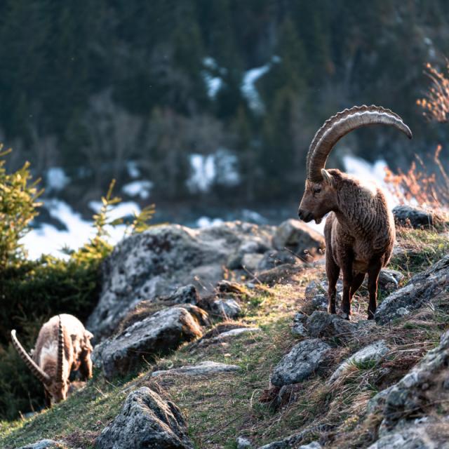 Bouquetins sur les hauts de Fionnay