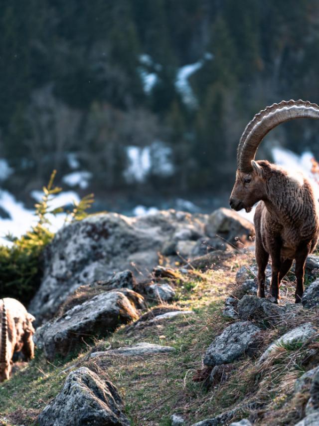 Bouquetins sur les hauts de Fionnay