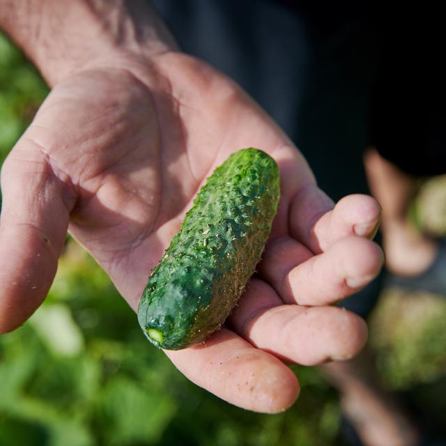 Vuarrens, le 21 juillet 2021,Mikael et Mellissa Pittet cultivent du Cornichon Suisse pour Hugo © Sedrik Nemeth