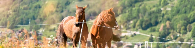 Sports équestres dans la région de Verbier